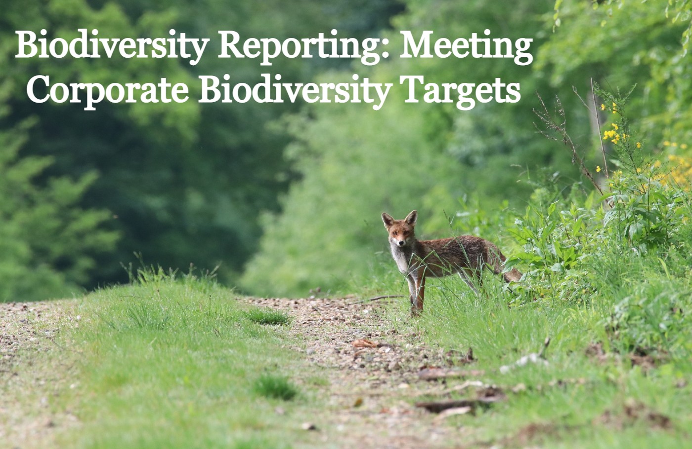 biodiversity-reporting-header